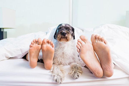 Sheets Collection — Assorted Sheets for Bedding